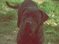  cane corso nero